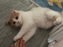 -唐小姐の猫狗洗护·购宠旗舰店(周浦万达店)