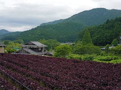 -三千院