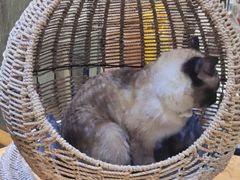 -藏猫猫咖啡主题馆(中央大道店)