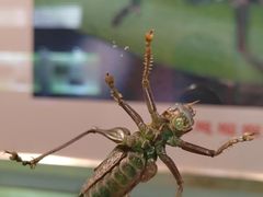 -上海昆虫博物馆