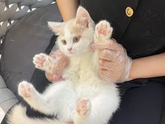-lincat·猫舍(广州店)