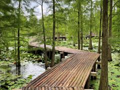 -池杉湖湿地公园