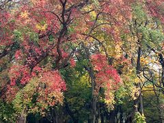 -国家植物园南园