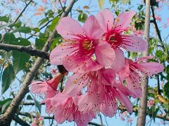 -中国科学院华南植物园