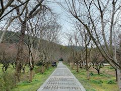 -香雪海