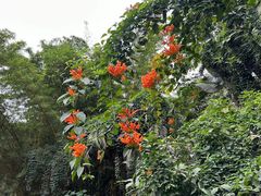 -海南热带野生动植物园