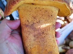 -双喜农庄·菌香园(安居家园店)