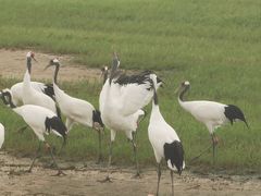 -盐城丹顶鹤湿地生态旅游区