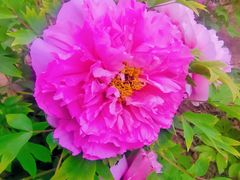 -咸阳湖景区-古渡公园