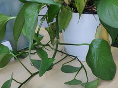 -语朵教育·日韩德法留学(曹杨校区)