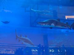 -迪拜水族馆及水下动物园