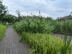 -长田漾湿地公园