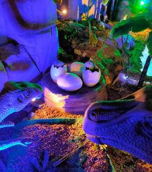 -恐龙探索乐园(磁器口店)