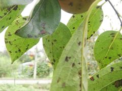 -武汉世外桃源农庄