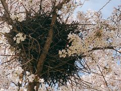 -古柏渡飞黄旅游区