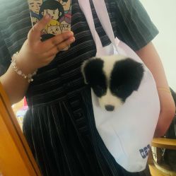 -众刺纹画·纹身·穿孔饰品·海娜定制