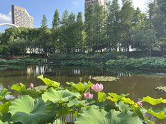 -陈家山荷花公园