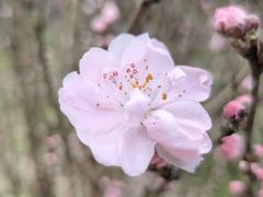 -上海滨江森林公园