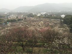 香雪海-香雪海