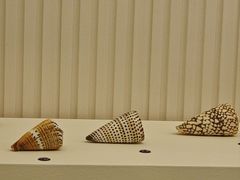 -青岛贝壳博物馆