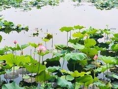 -荷塘月色湿地公园·向阳花洲