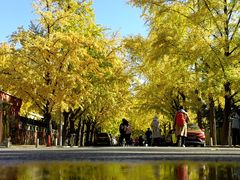 -三里屯东五街银杏大道