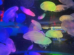 -太平洋海底世界