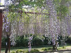 -嘉定紫藤园