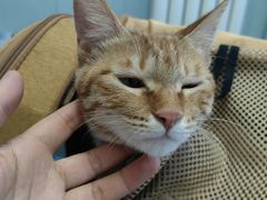 -纳吉亚猫专科动物诊疗中心(蒋宅口分院)