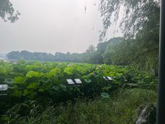 -金鸡湖桃花岛