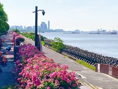 -上海滨江森林公园