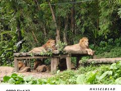 -广州长隆野生动物世界