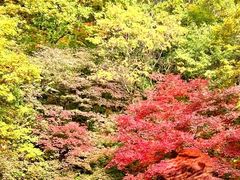 -关门山森林公园
