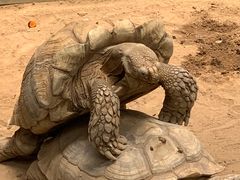 -西霞口神雕山野生动物世界