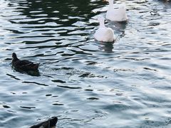 -北京市海淀外国语实验学校