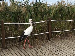 -盐城丹顶鹤湿地生态旅游区