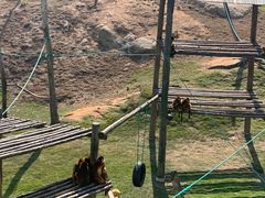 -西霞口神雕山野生动物世界