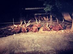 -清迈夜间动物园