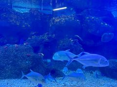 -沙沙哗啦海洋馆(华宇百花谷店)