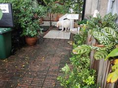 -more than meow吴止猫主题餐厅(承德 中船汇店)