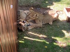 -西霞口神雕山野生动物世界