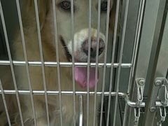 -佳雯宠物医院·皮肤科·内外科(春晓路分院)