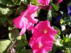 -哈尔滨文化公园