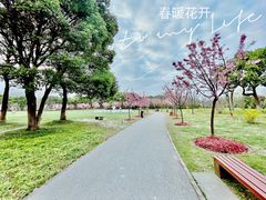 -顾村公园