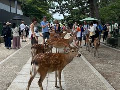 -奈良公园