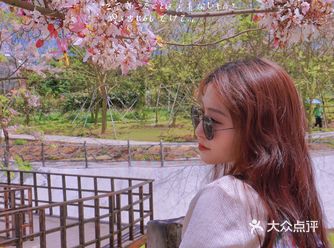 海南小众景点|这个周末去儋州看樱花吧