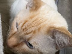 -中农大我爱我爱动物医院·核磁CT·猫病·24小时夜诊中心(石佛营店)