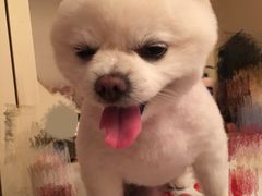 -爱宠屋pet shop·宠物洗澡·宠物美容