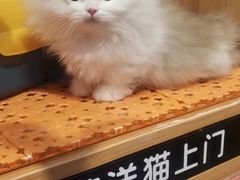 -欣宠猫屋·矮脚拿破仑·蓝金金渐层