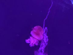 -哈尔滨波塞冬海底世界